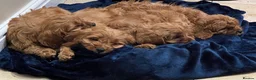 Cavapoo dogs for sale: ❤️STUNNING RUBY F1 CAVAPOO PUPPIES READY NOW❤️ - Advert 5