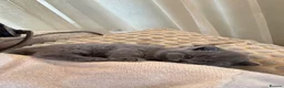 British Shorthair cats for sale: British Shorthair Kittens Berkshire - Advert 9