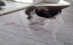British Shorthair cats for sale: For sale - Image 11