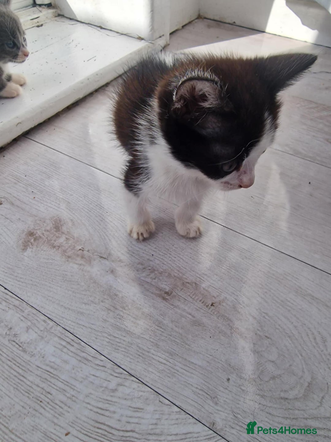 British Shorthair cats for sale: For sale - Image 11