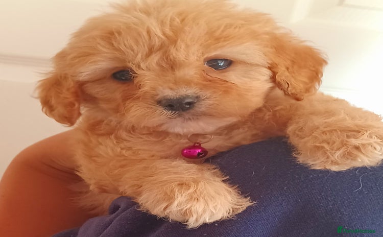Cavapoo dogs - Advert 3