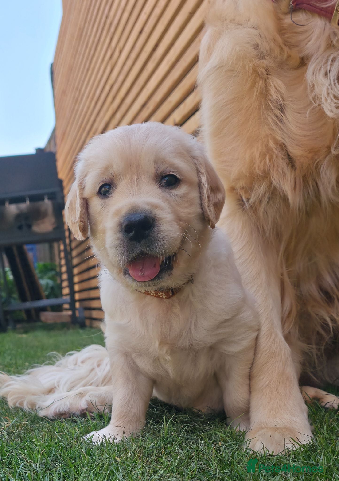 Golden Retriever dogs 5* Golden Retriver puppies - Advert 1