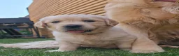 Golden Retriever dogs for sale: 5* Golden Retriver puppies - Advert 2