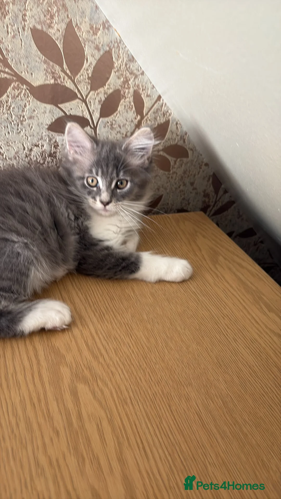 Maine Coon cats for sale: Maincoon female  - Advert 2