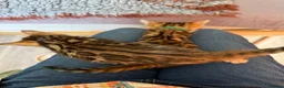Bengal cats for sale: Stunning 🔥 TICA 🐾 Health tested Bengal Kittens  - Advert 9