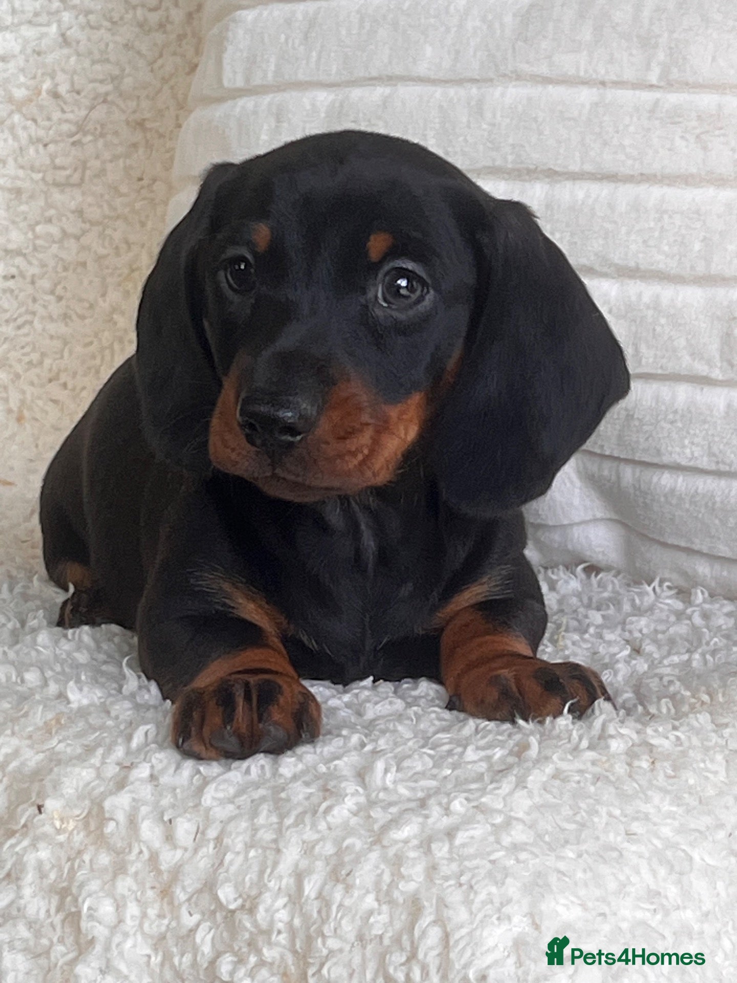 Dachshund dogs Gorgeous miniature dachshund puppy  - Advert 2
