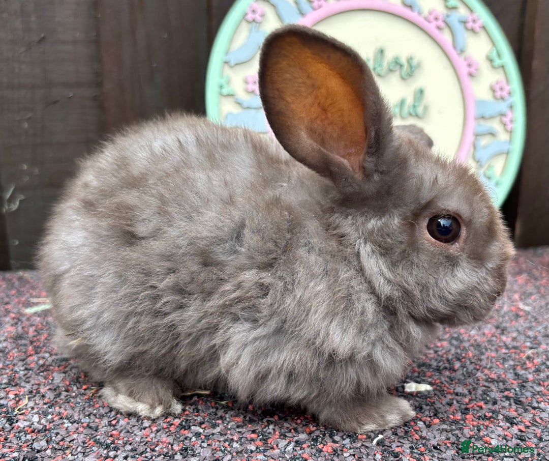 Mini Lop rabbits for sale: Mini Plush Lop - Image 4
