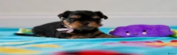 Yorkshire Terrier dogs for sale: Top Quality KC Reg Yorkshire Terrier Puppies - Advert 5