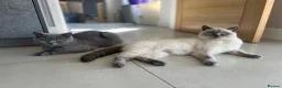 British Shorthair cats for sale: GCCF Colour pointed British shorthair   - Advert 5