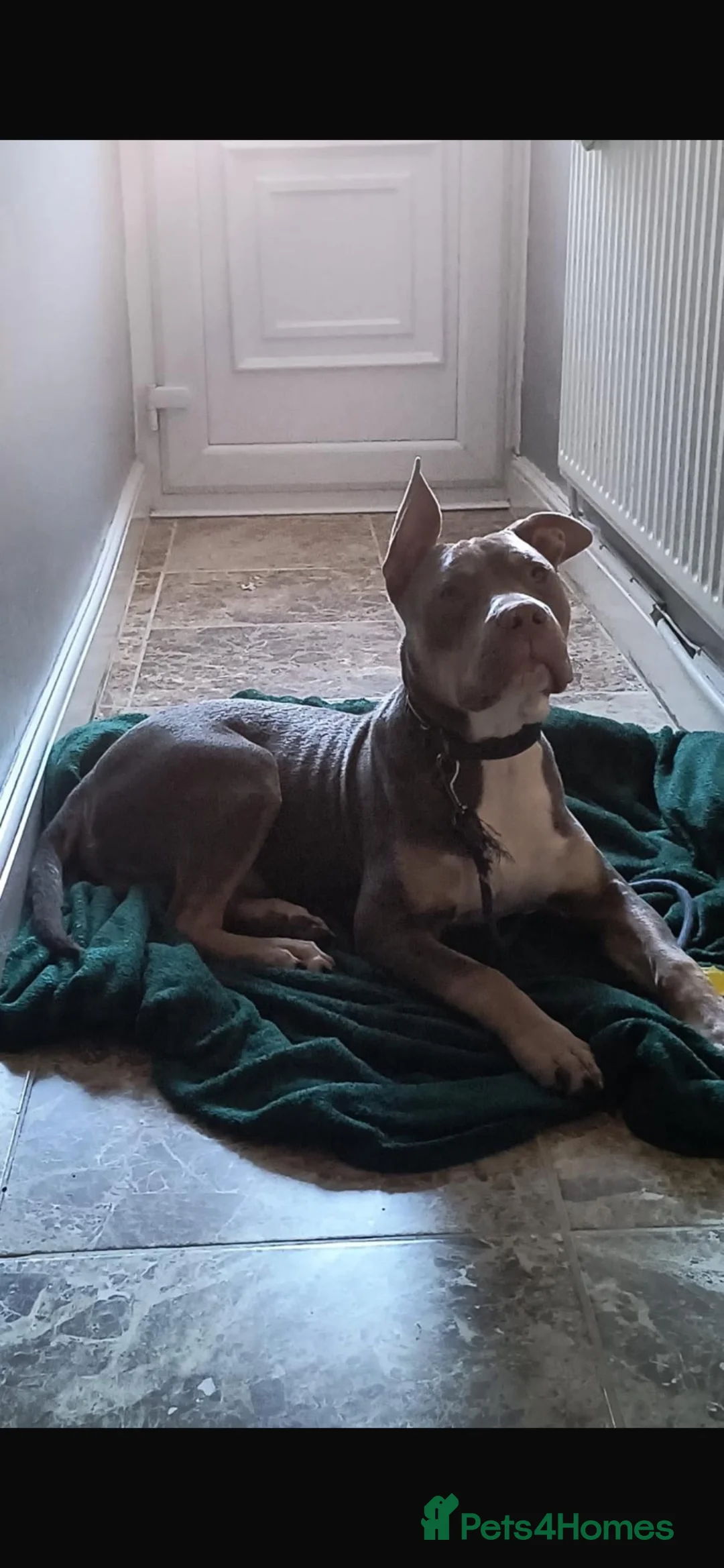 American Bully dogs for stud: Stud American Standard Bully in Southampton - Advert 2