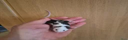 Mouse rodents for sale: Cute Male Fancy Mice - Advert 4
