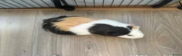 Guinea Pig rodents for sale: 2 Female Guinea pig sisters - Advert 22