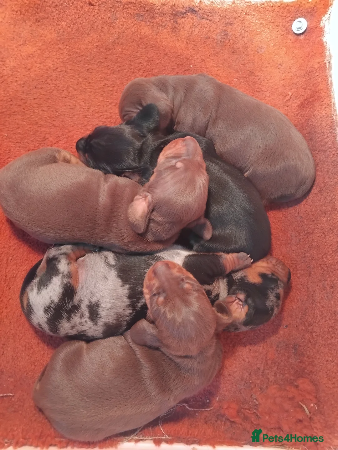 Miniature Dachshund dogs for sale: Miniature dachshund  - Advert 2