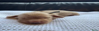 Miniature Dachshund Puppy 1