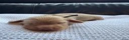 Miniature Dachshund dogs for sale: Cream Long Haired Dachshunds - Advert 2
