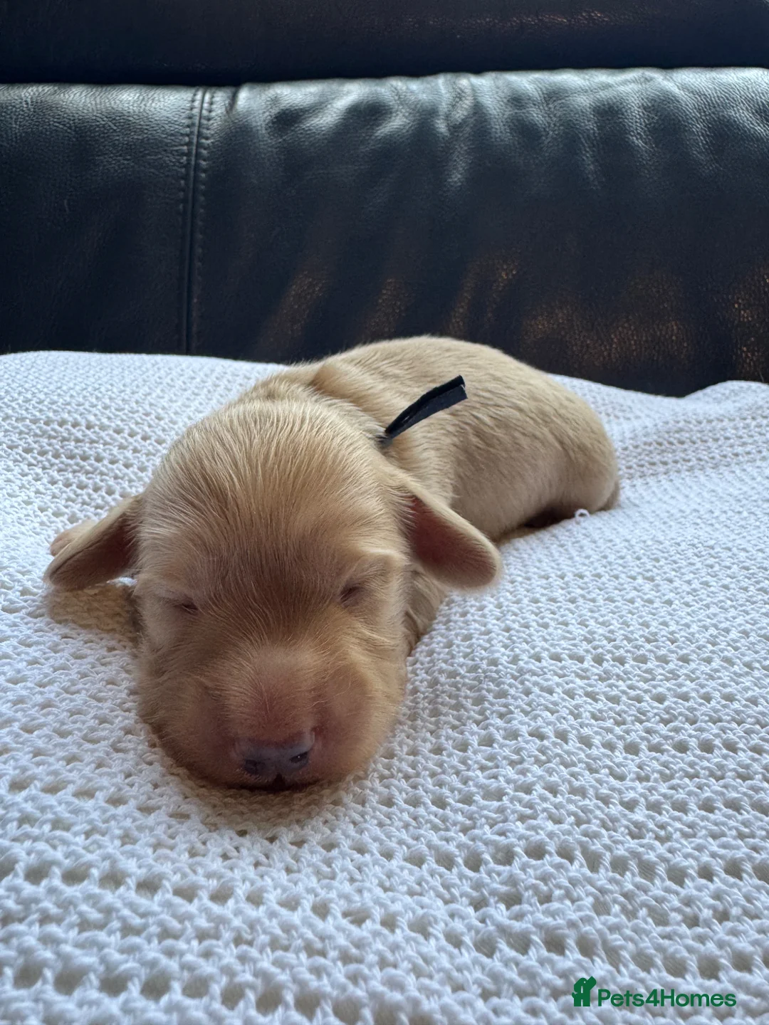 Miniature Dachshund dogs for sale: Cream Long Haired Dachshunds - Advert 2