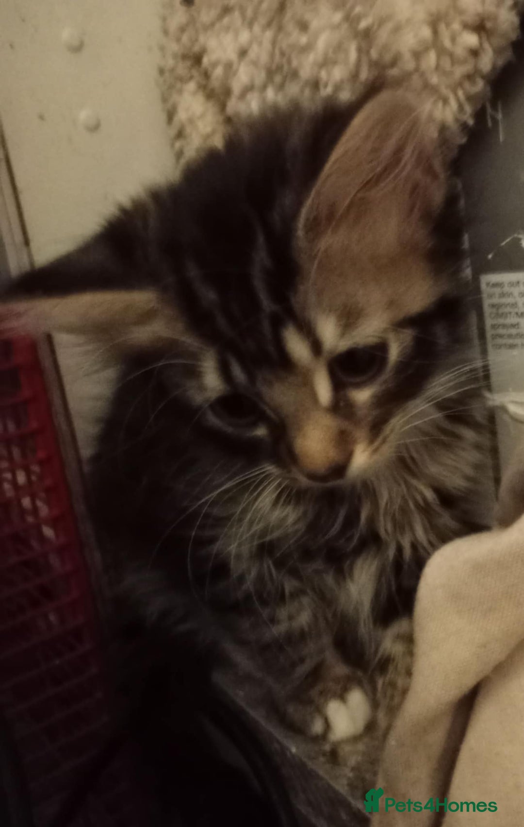 British Shorthair cats for sale: 1 female and male kitten  - Advert 4