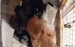 Cocker Spaniel dogs for sale: Working cocker wocker puppies - Image 12