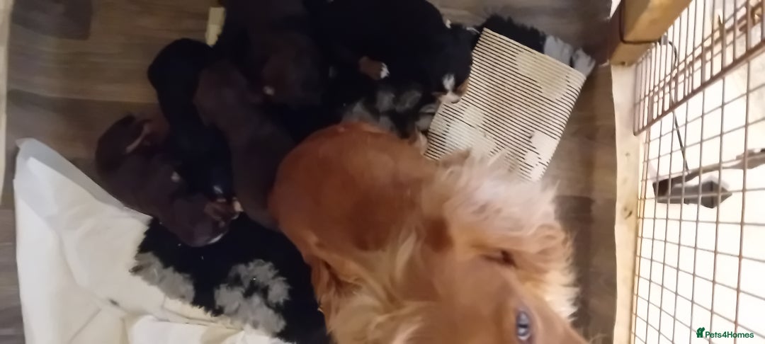 Cocker Spaniel dogs for sale: Working cocker wocker puppies - Image 12