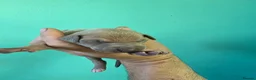 Italian Greyhound dogs for sale: Stunning Italian Greyhound Puppies  - Advert 7