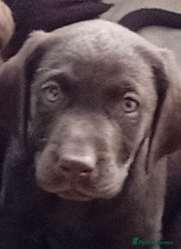 Labrador Retriever dogs Beautiful KC registered puppies  - Advert 1