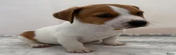 Jack Russell dogs for sale: Bred From Health Tested Parents - Advert 18