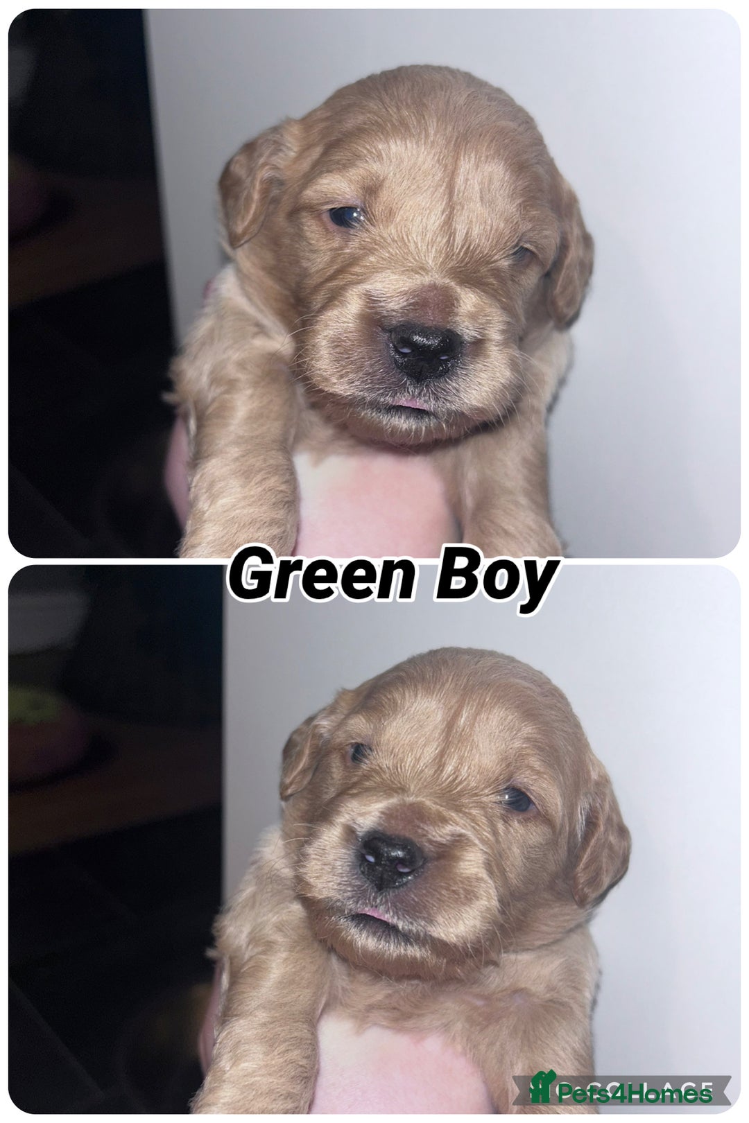 Goldendoodle dogs for sale: F1 mini Goldendoodles - Advert 22