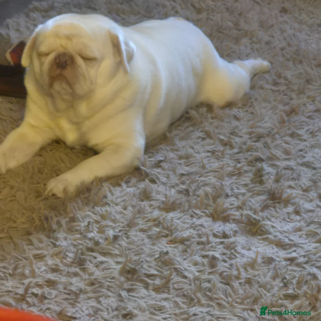 Pug dogs for stud: PUG FOR STUD - Advert 1