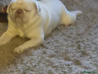 Pug dogs PUG FOR STUD - Advert 1