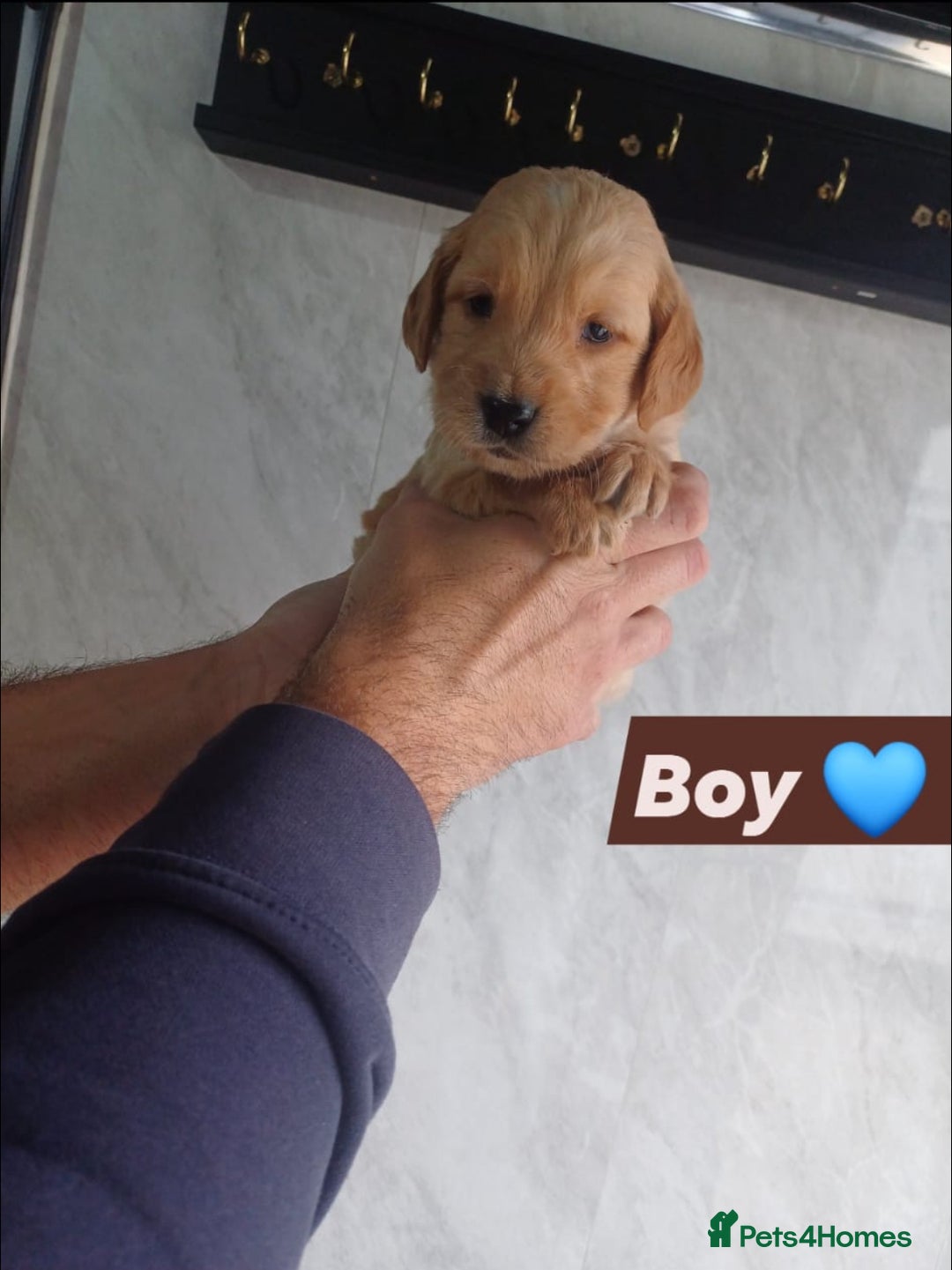 Labrador Retriever dogs for sale: READY TO LEAVE NOW KC registered golden retrievers - Advert 18