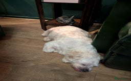 Domestic Shorthair cats for sale: Babies ready for their new homes NOW 🥰 - Image 23