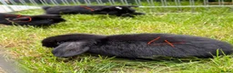 Mixed Breed rabbits for sale: Bunnies for sale  - Advert 9
