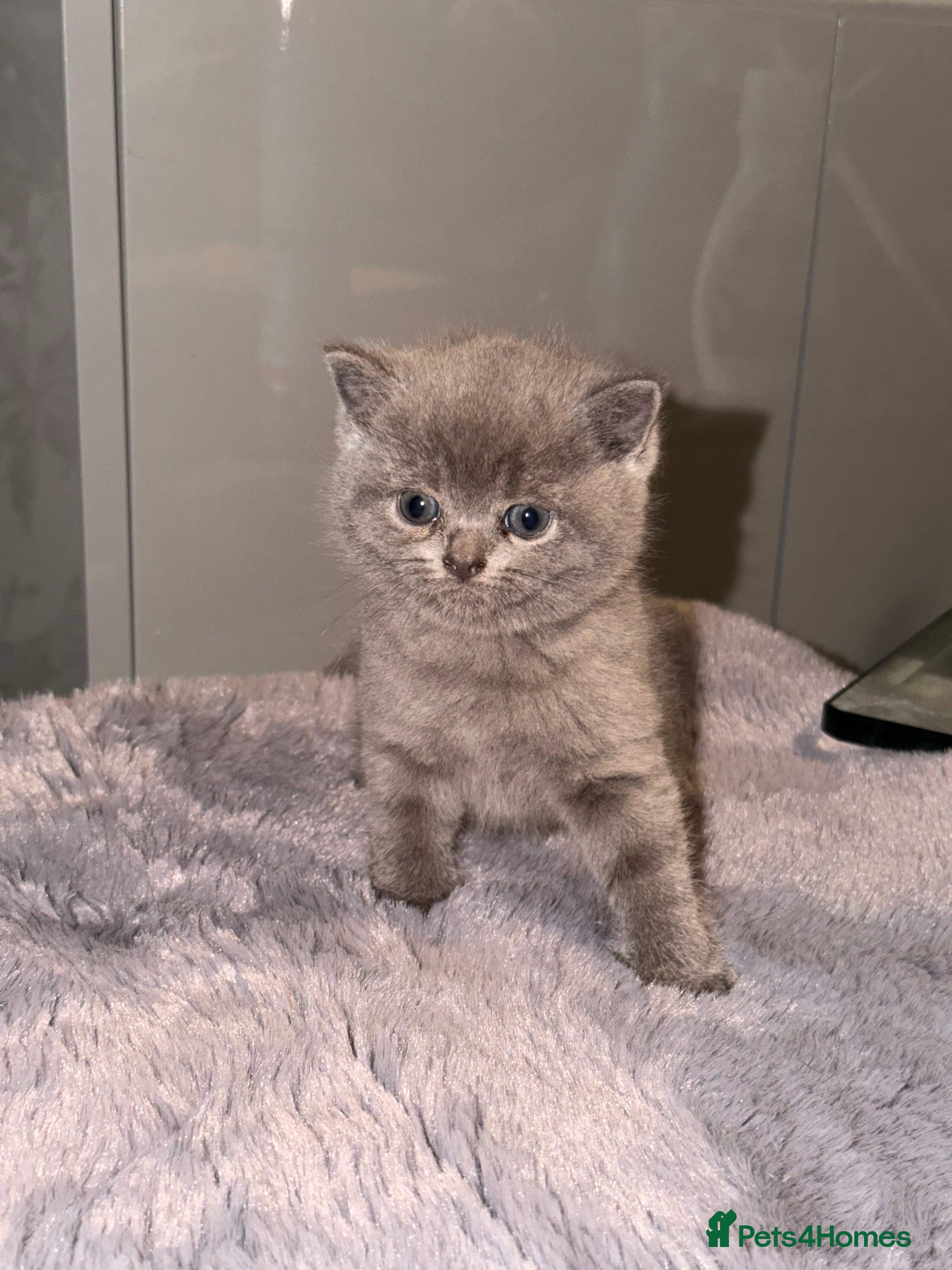 British Shorthair cats British shorthair kittens  - Advert 15