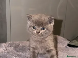 British Shorthair cats British shorthair kittens - Advert 15