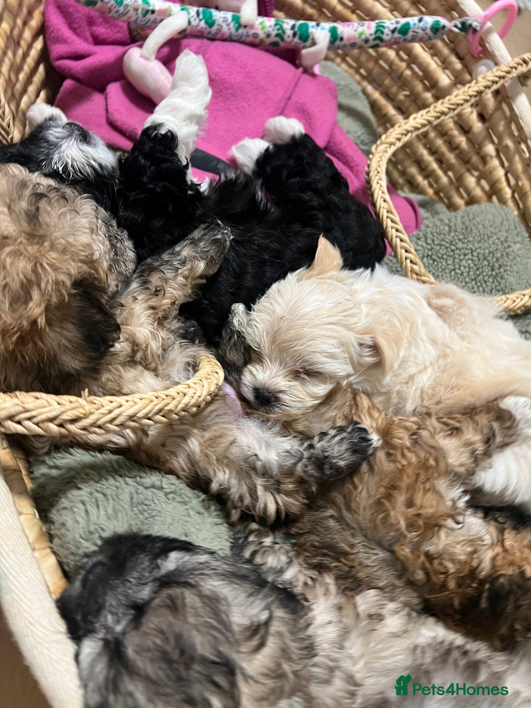 Bichon Frise dogs for sale: Bichon frise puppies for sale  - Advert 3