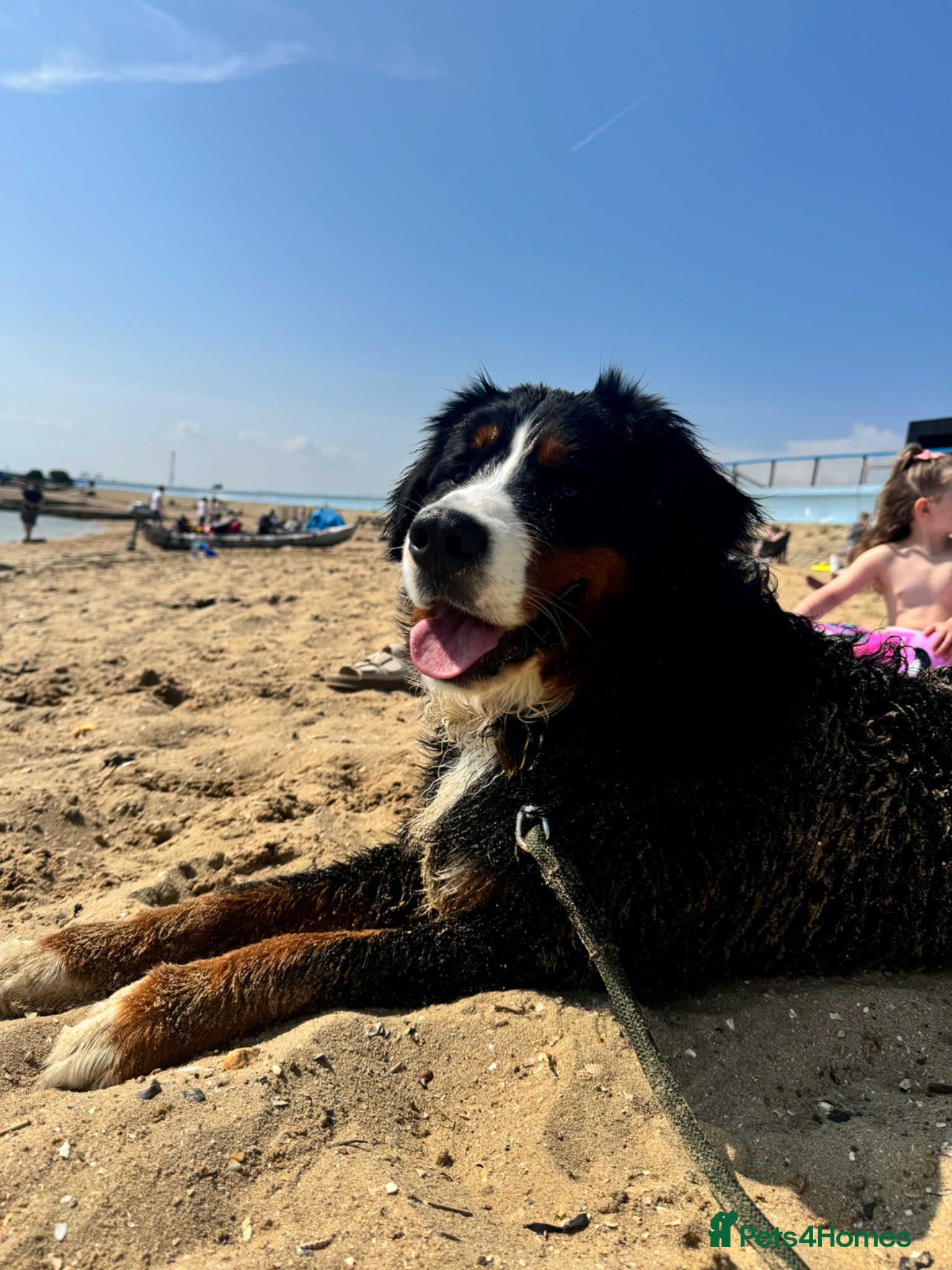 Bernese Mountain Dog dogs Bernese Mountain Dog Ace for Rehome - Advert 1
