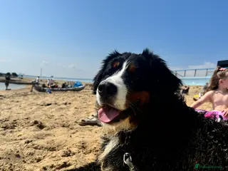 Bernese Mountain Dog dogs Bernese Mountain Dog Ace for Rehome - Advert 1