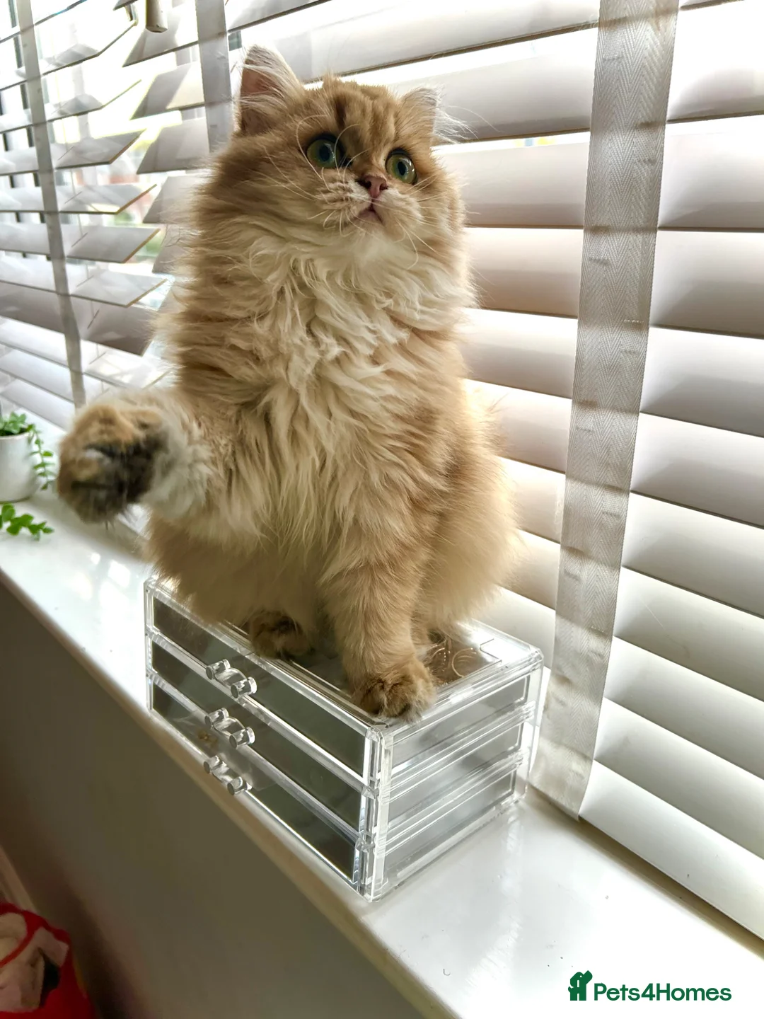 British Longhair cats for sale: Female British Long Hair Cat - Advert 7