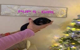 Cocker Spaniel dogs for sale: Lovely Cocker Spaniel Puppies From Our Family Dogs - Advert 13