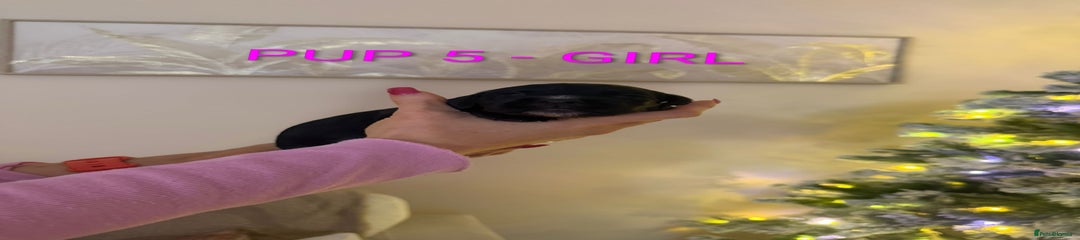 Cocker Spaniel Puppy 5