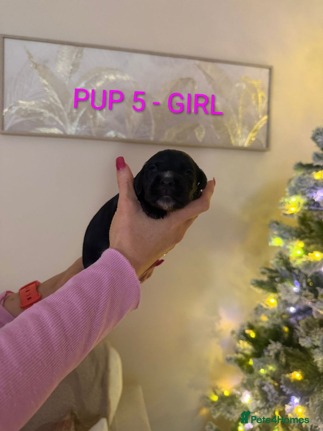 Cocker Spaniel dogs for sale: Lovely Cocker Spaniel Puppies From Our Family Dogs - Advert 13