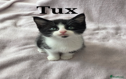 Domestic Shorthair cats for sale: domesticated shorthair kittens - Image 4