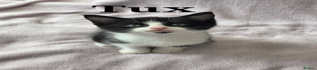 Tux (b3)