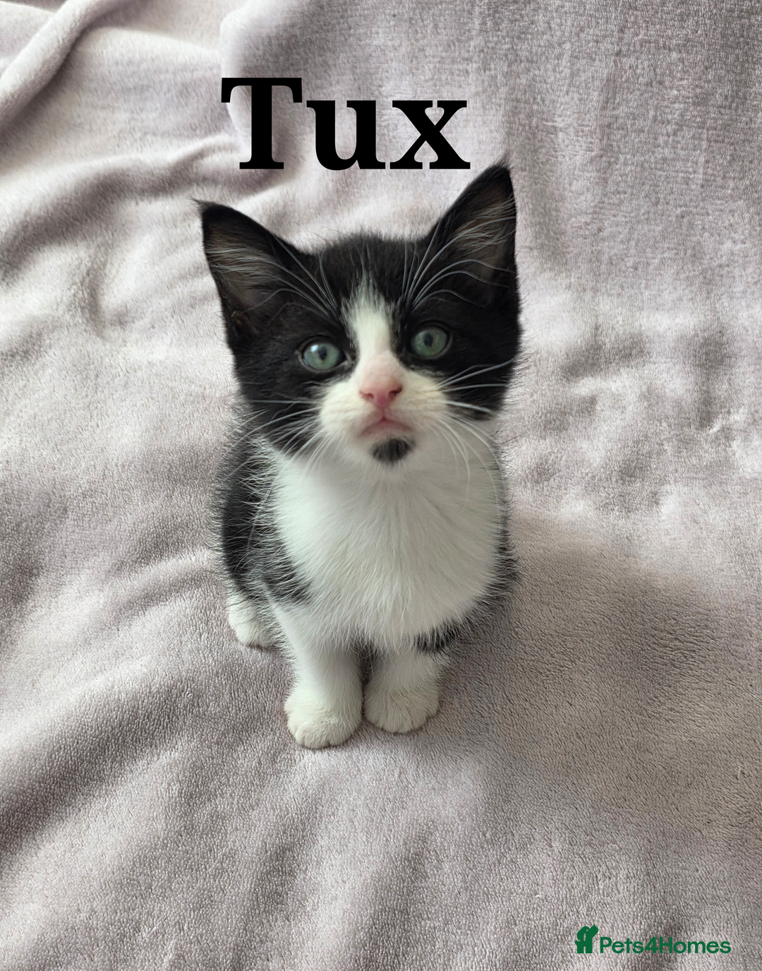 Domestic Shorthair cats for sale: domesticated shorthair kittens - Image 4