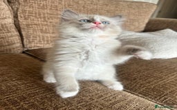 Ragdoll cats for sale: Pure longhair Ragdoll Kittens - Raised with Soul - Image 19