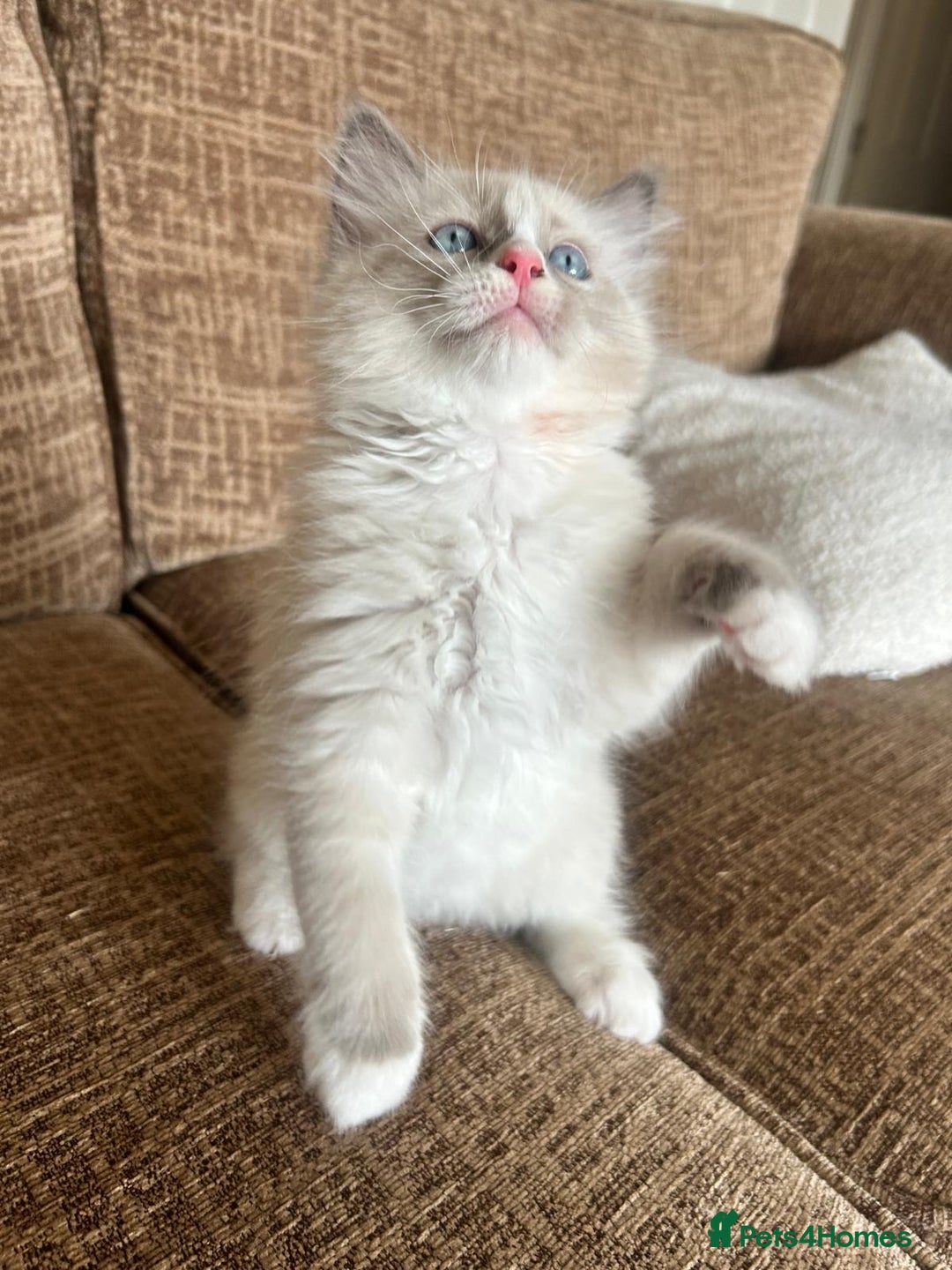 Ragdoll cats for sale: Pure longhair Ragdoll Kittens - Raised with Soul - Image 19