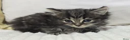 Domestic Shorthair cats for sale: Beautiful Litter of 8 Kittens –5 Females & 3 Males - Advert 28