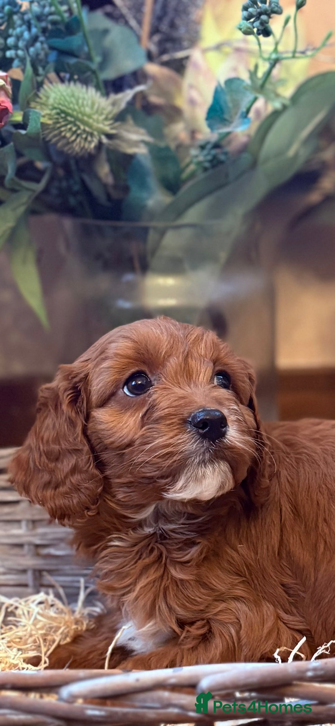 Cavapoo dogs for sale: Health tested toy cavapoo boys - Advert 13