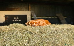 Cockerdor dogs for sale: Cockerdor puppies - Advert 11