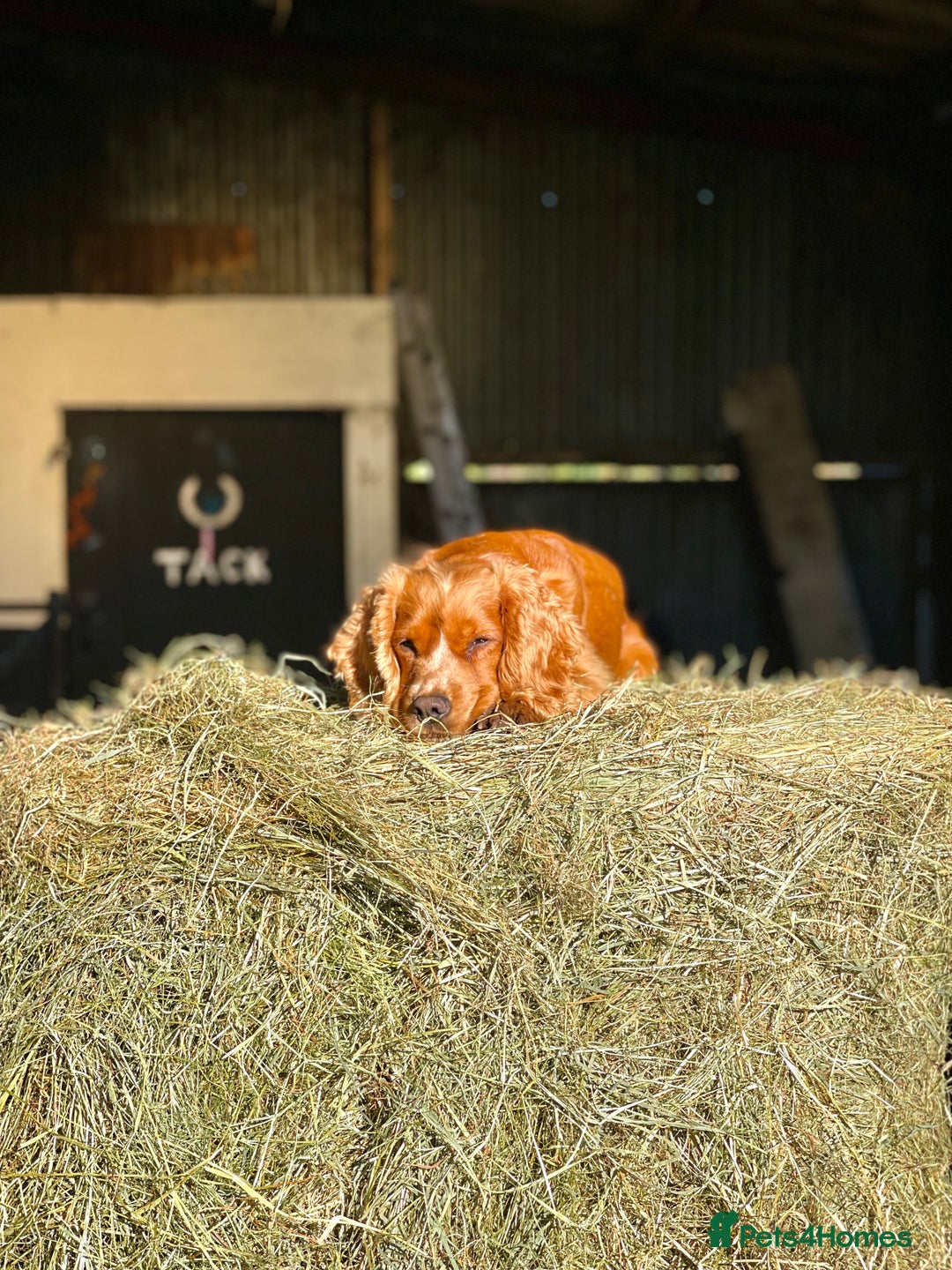 Cockerdor dogs for sale: Cockerdor puppies - Advert 11